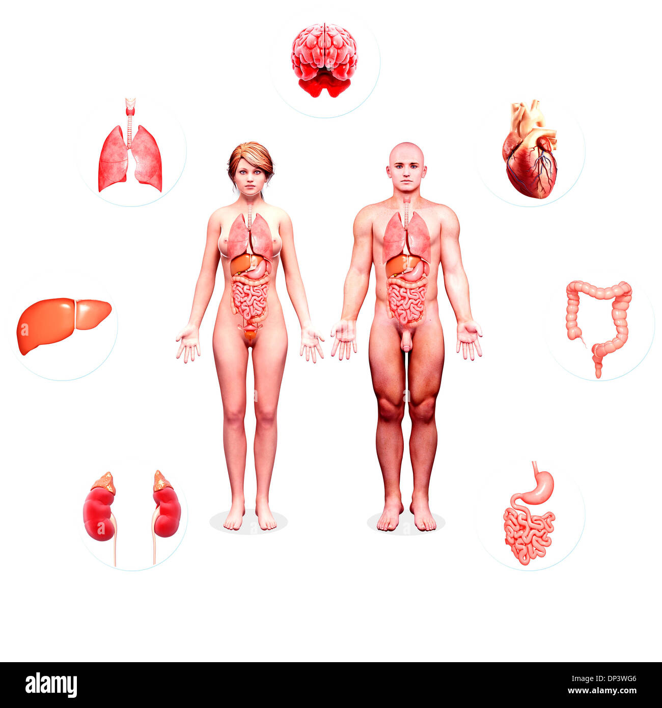 Anatomia Umana, artwork Foto Stock