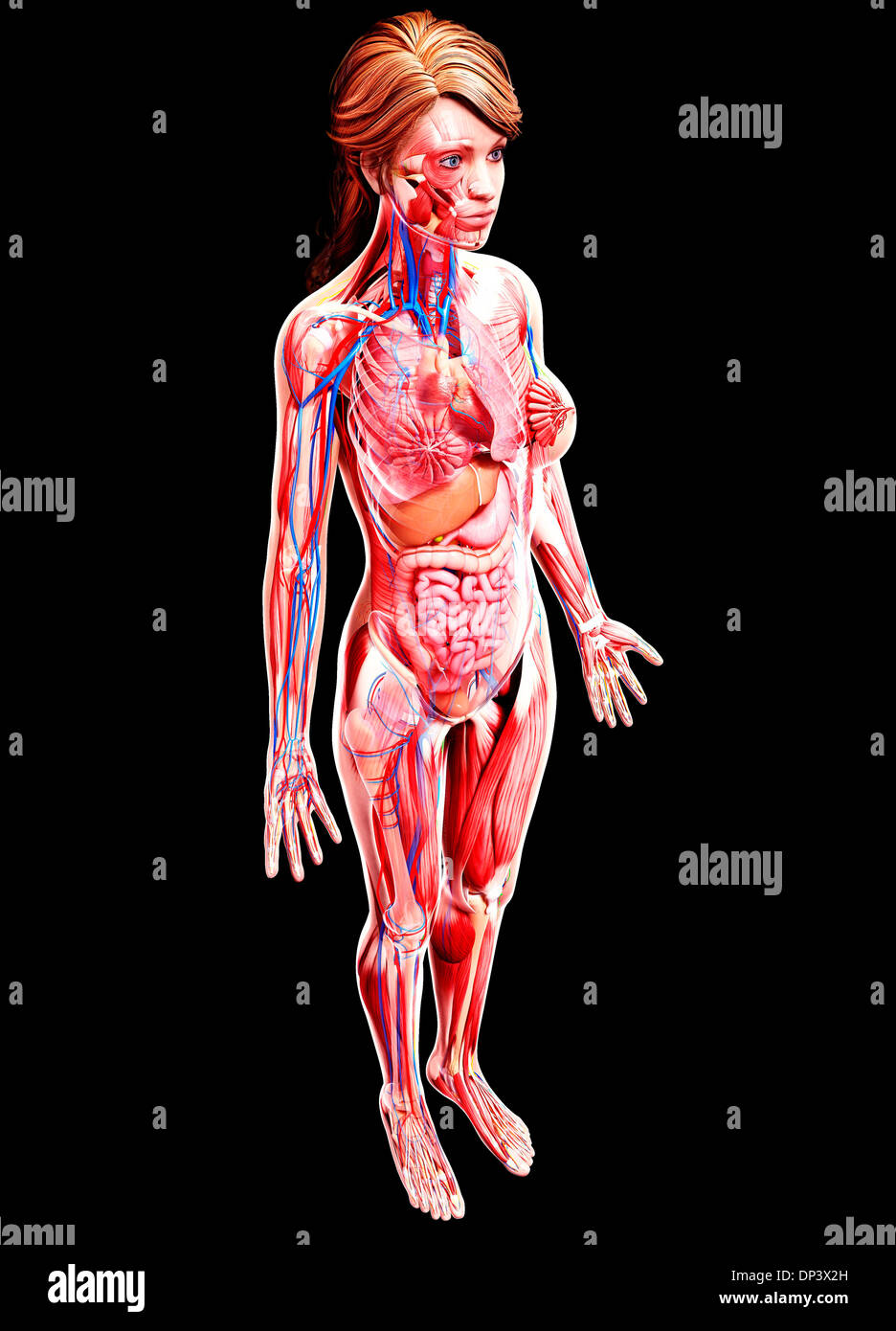 Anatomia femminile, artwork Foto Stock