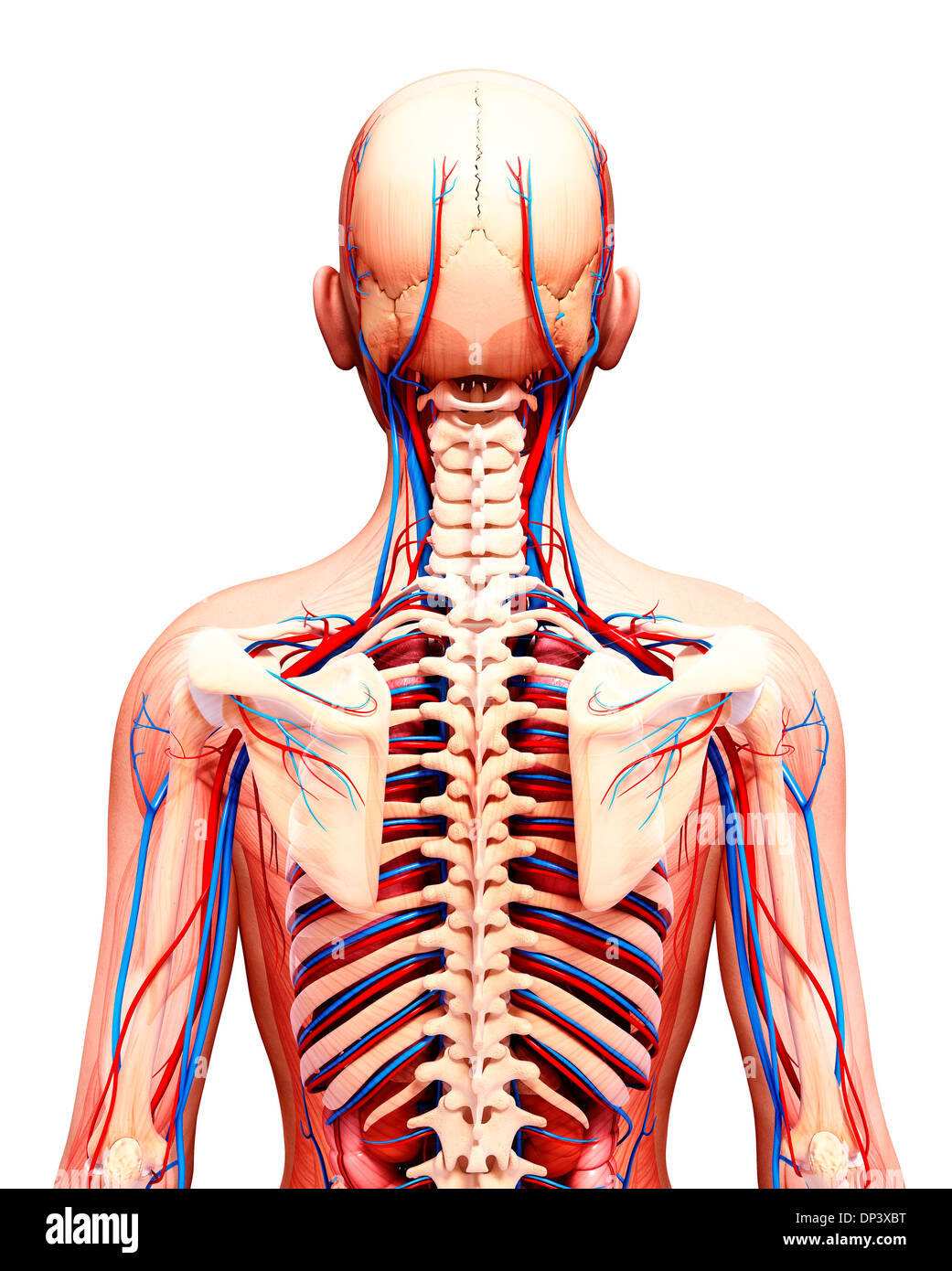 Anatomia Umana, artwork Foto Stock