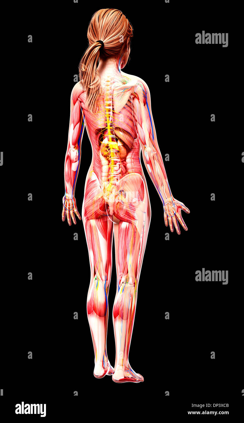 Anatomia femminile, artwork Foto Stock