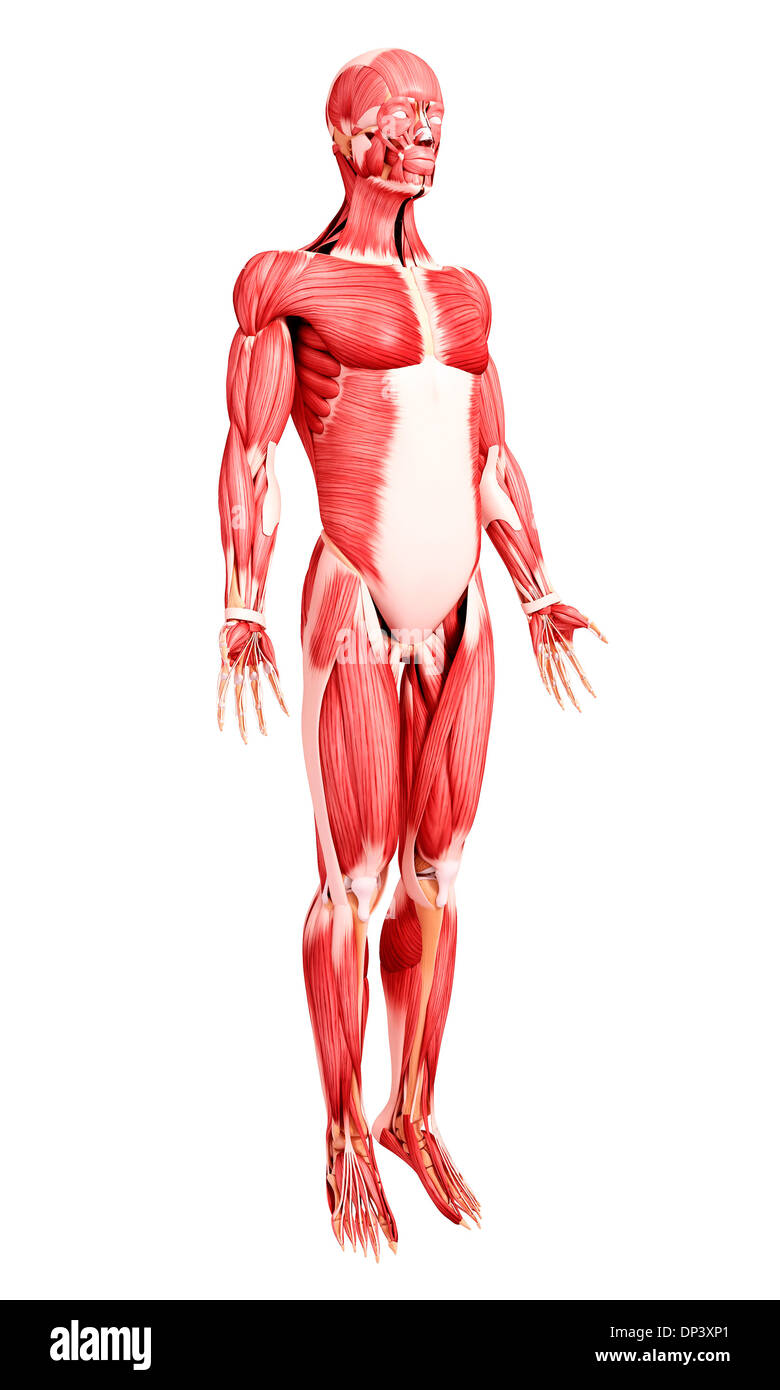 Muscolatura umana, artwork Foto Stock