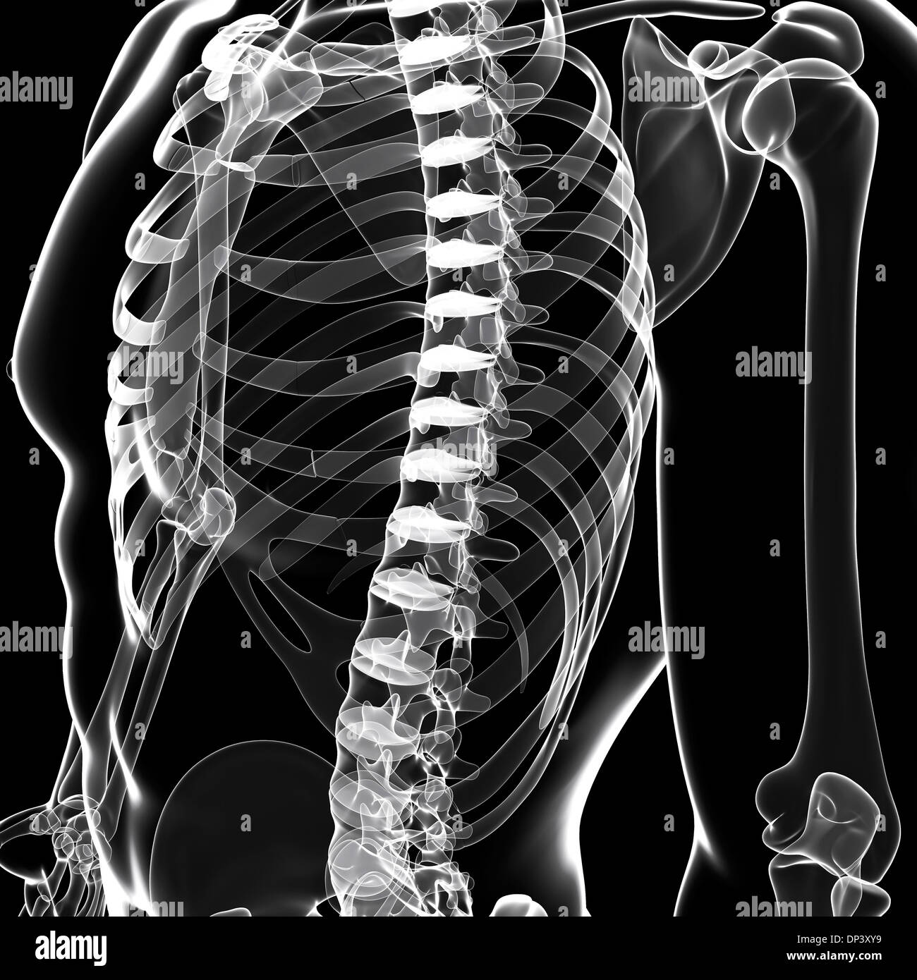 Scheletro umano, artwork Foto Stock