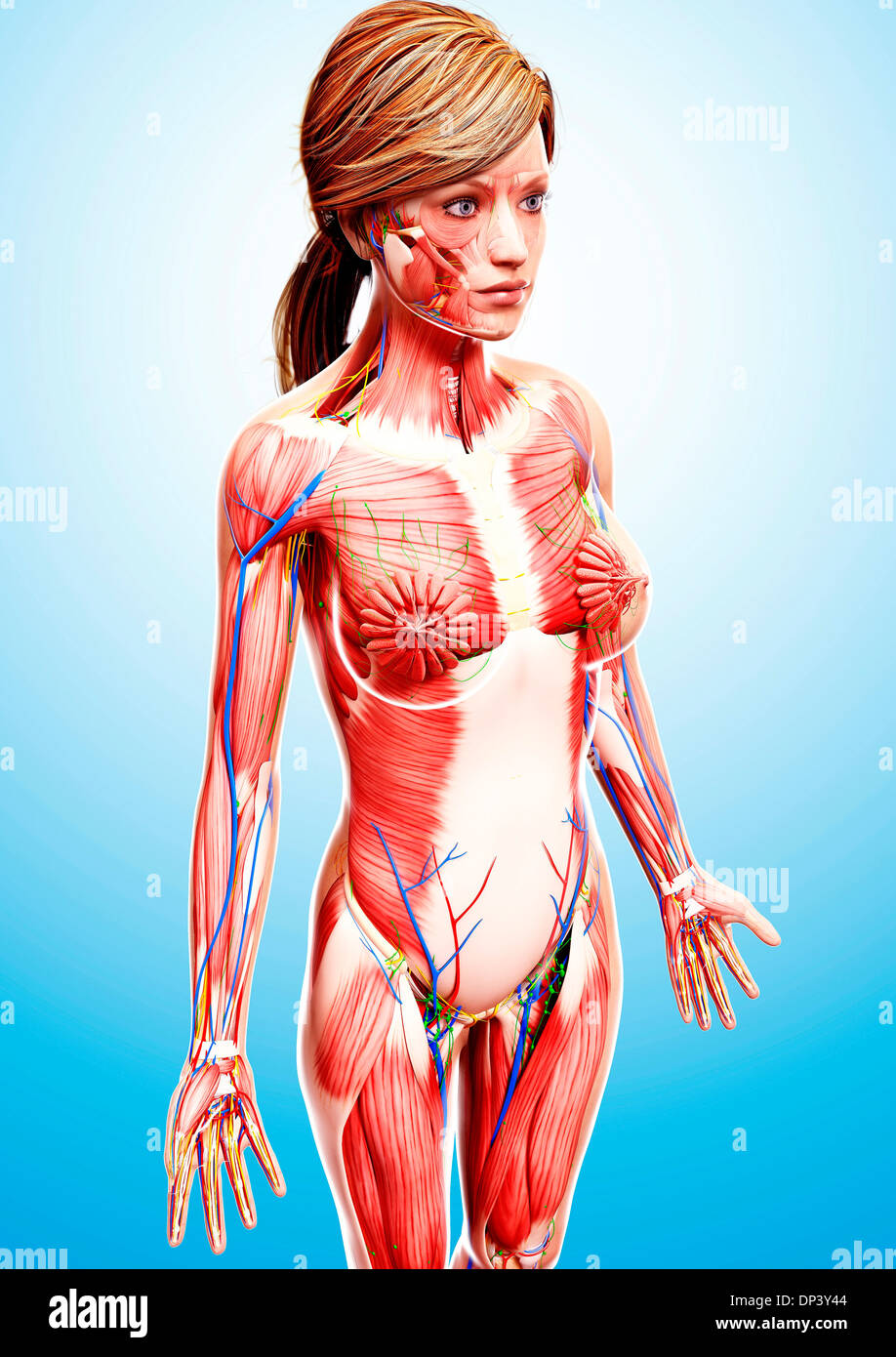 Anatomia femminile, artwork Foto Stock