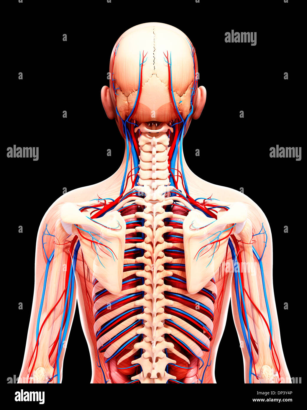 Anatomia Umana, artwork Foto Stock