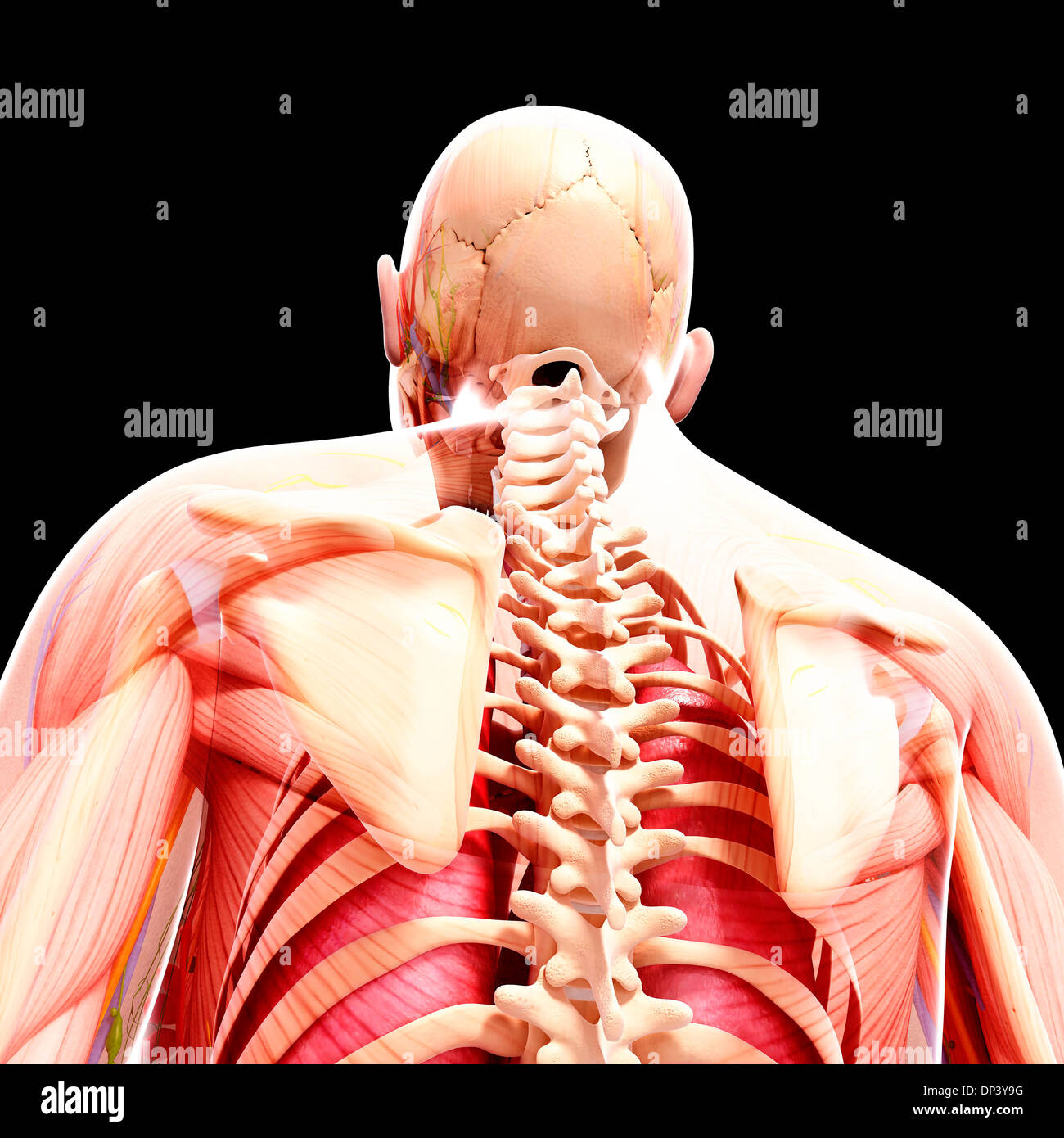 Anatomia Umana, artwork Foto Stock