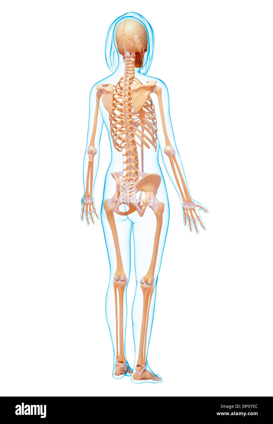 Scheletro femminile, artwork Foto Stock