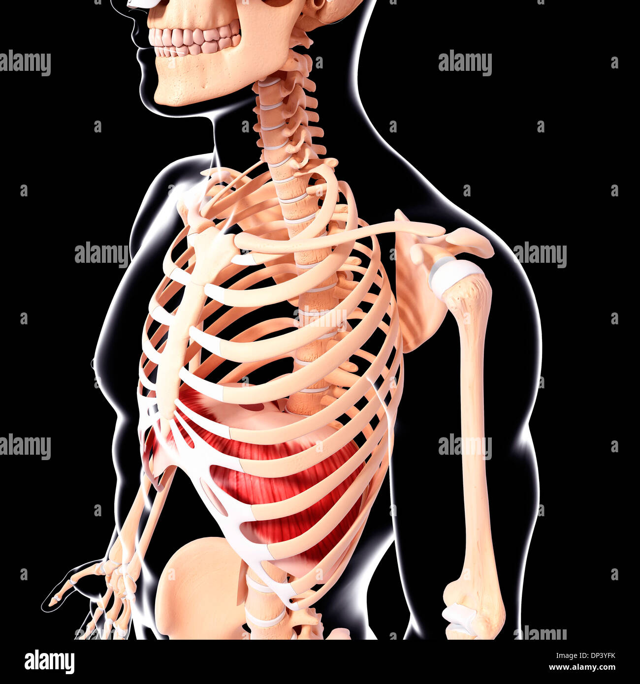 Muscolatura umana, artwork Foto Stock