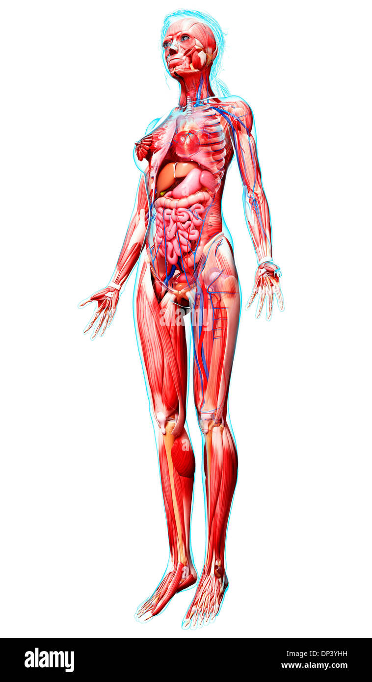 Anatomia femminile, artwork Foto Stock