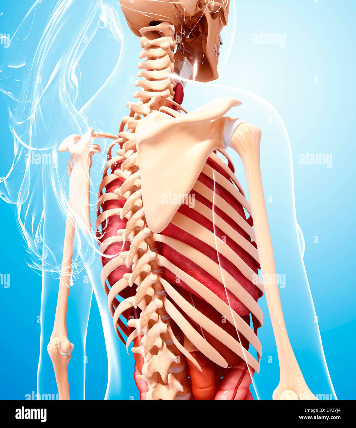 Anatomia femminile, artwork Foto Stock