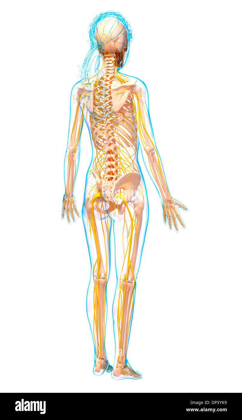 Femmina sistema nervoso, artwork Foto Stock