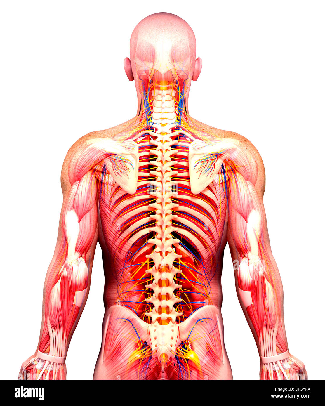 Anatomia maschile, artwork Foto Stock