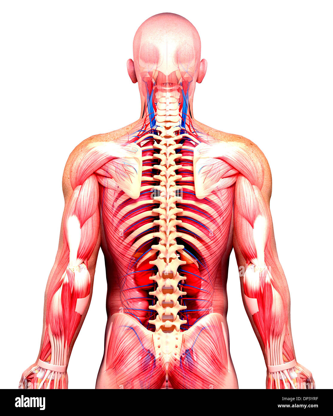 Anatomia maschile, artwork Foto Stock