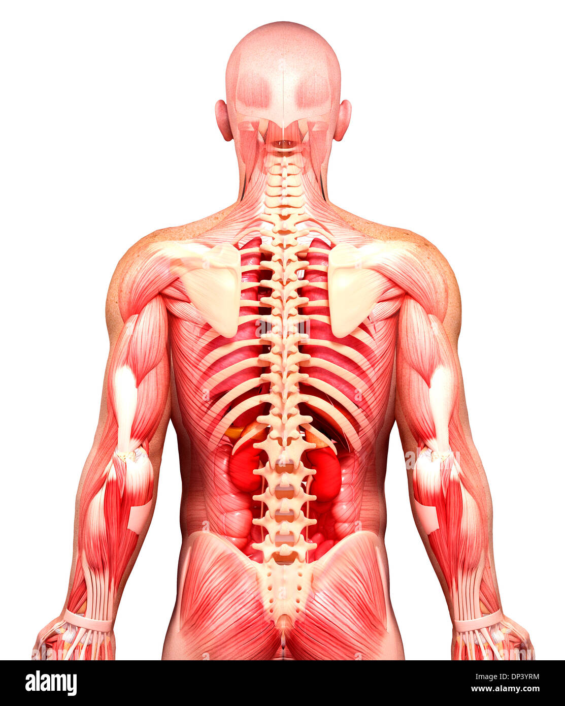 Anatomia maschile, artwork Foto Stock