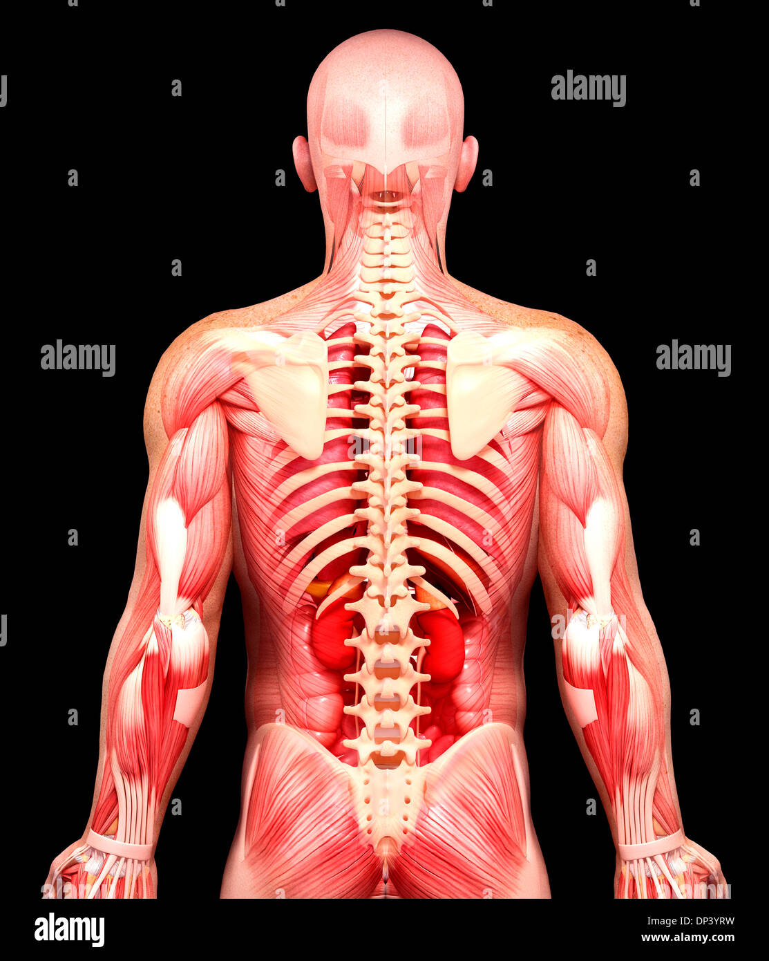 Anatomia maschile, artwork Foto Stock