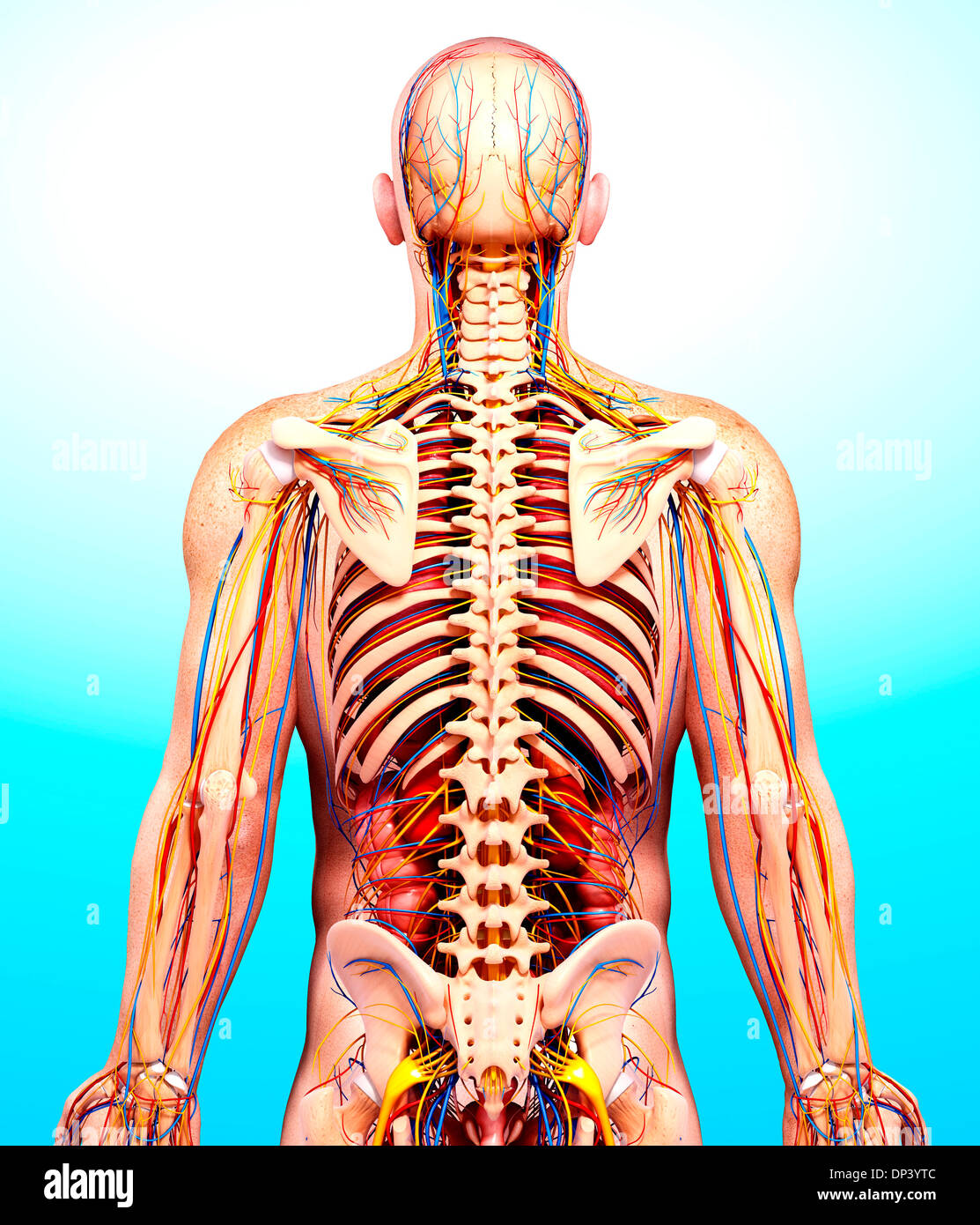 Anatomia maschile, artwork Foto Stock