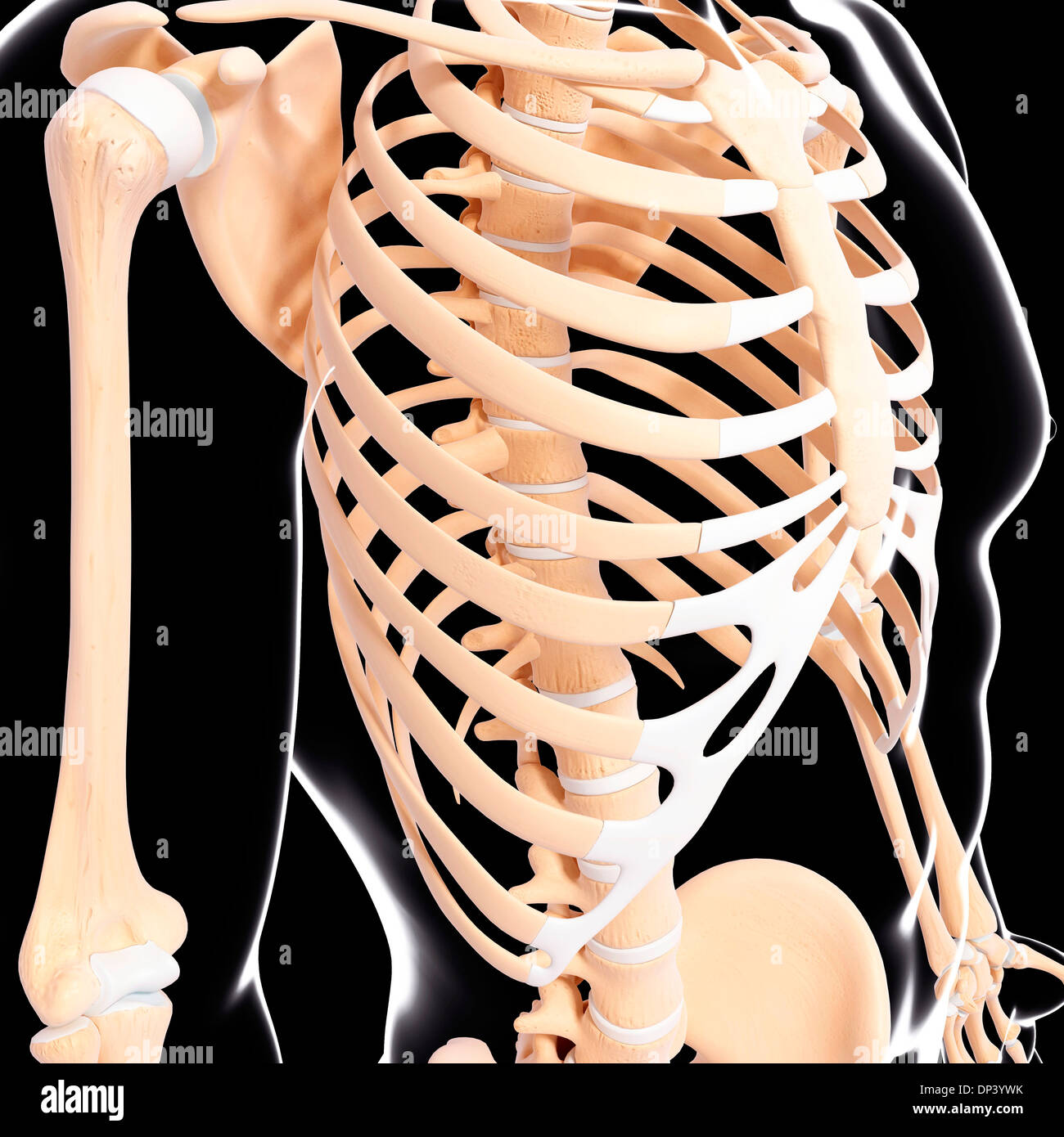 Scheletro umano, artwork Foto Stock