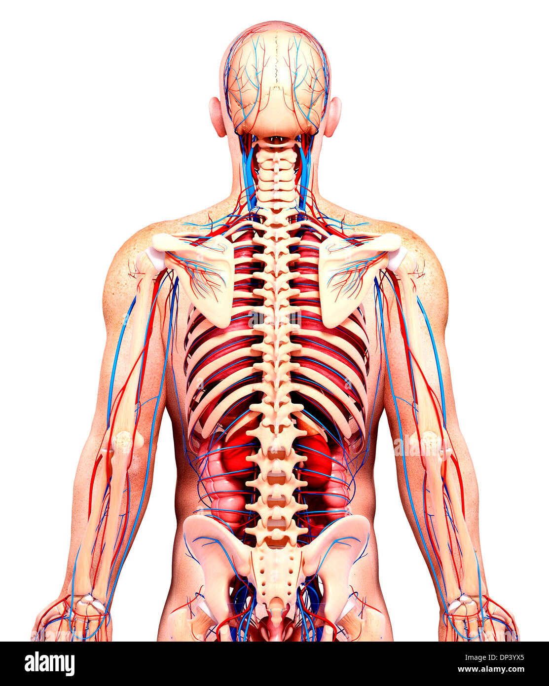 Anatomia maschile, artwork Foto Stock