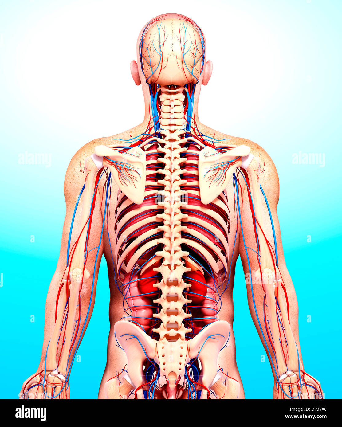 Anatomia maschile, artwork Foto Stock