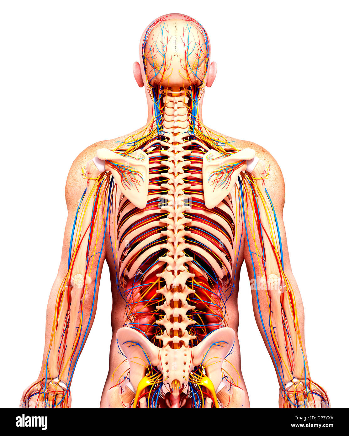 Anatomia maschile, artwork Foto Stock