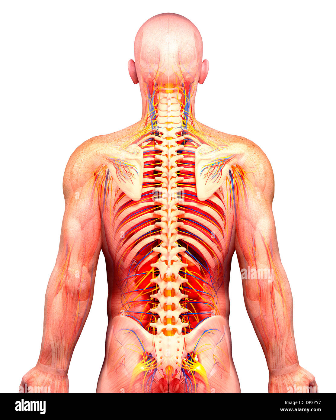 Anatomia maschile, artwork Foto Stock