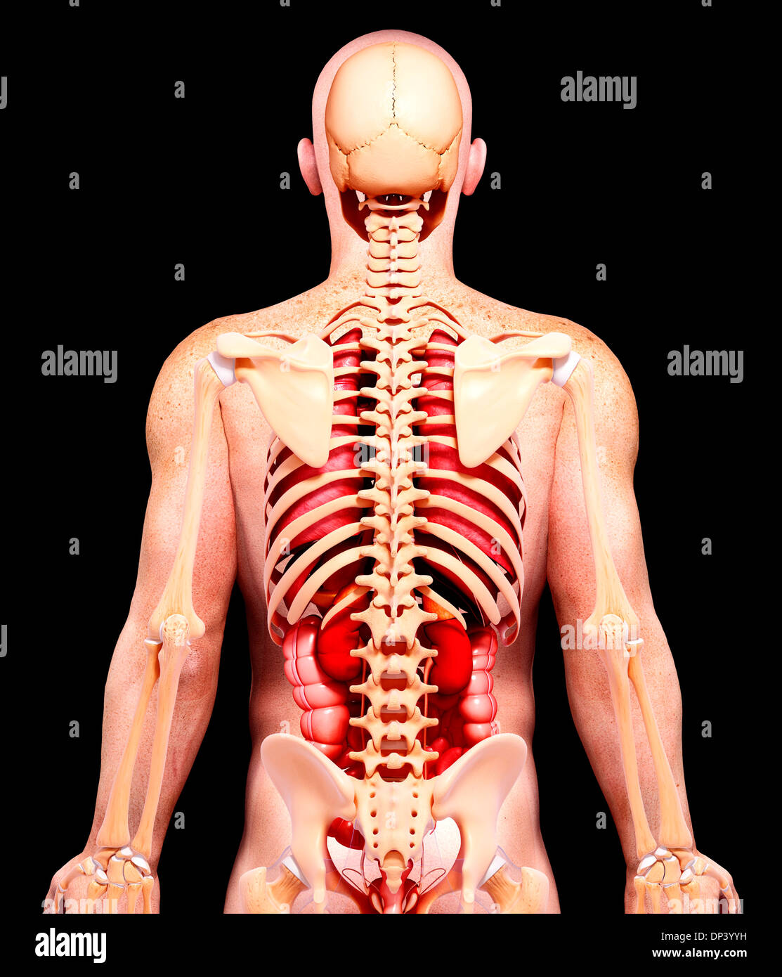 Anatomia maschile, artwork Foto Stock