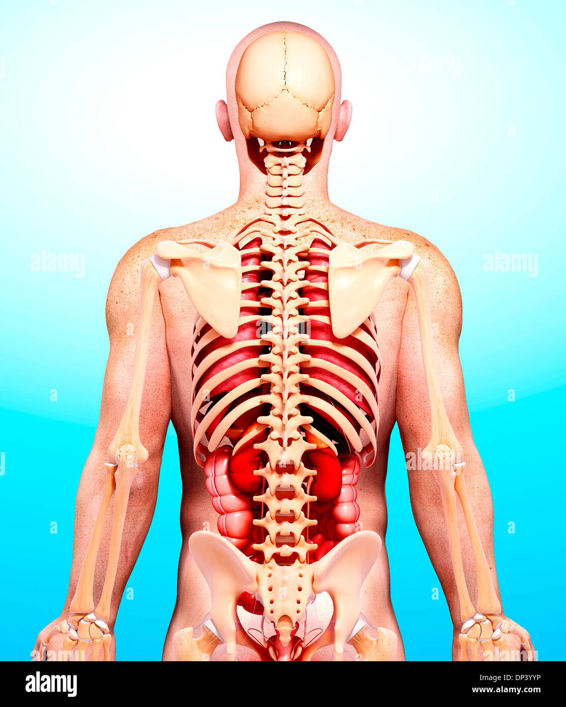 Anatomia maschile, artwork Foto Stock