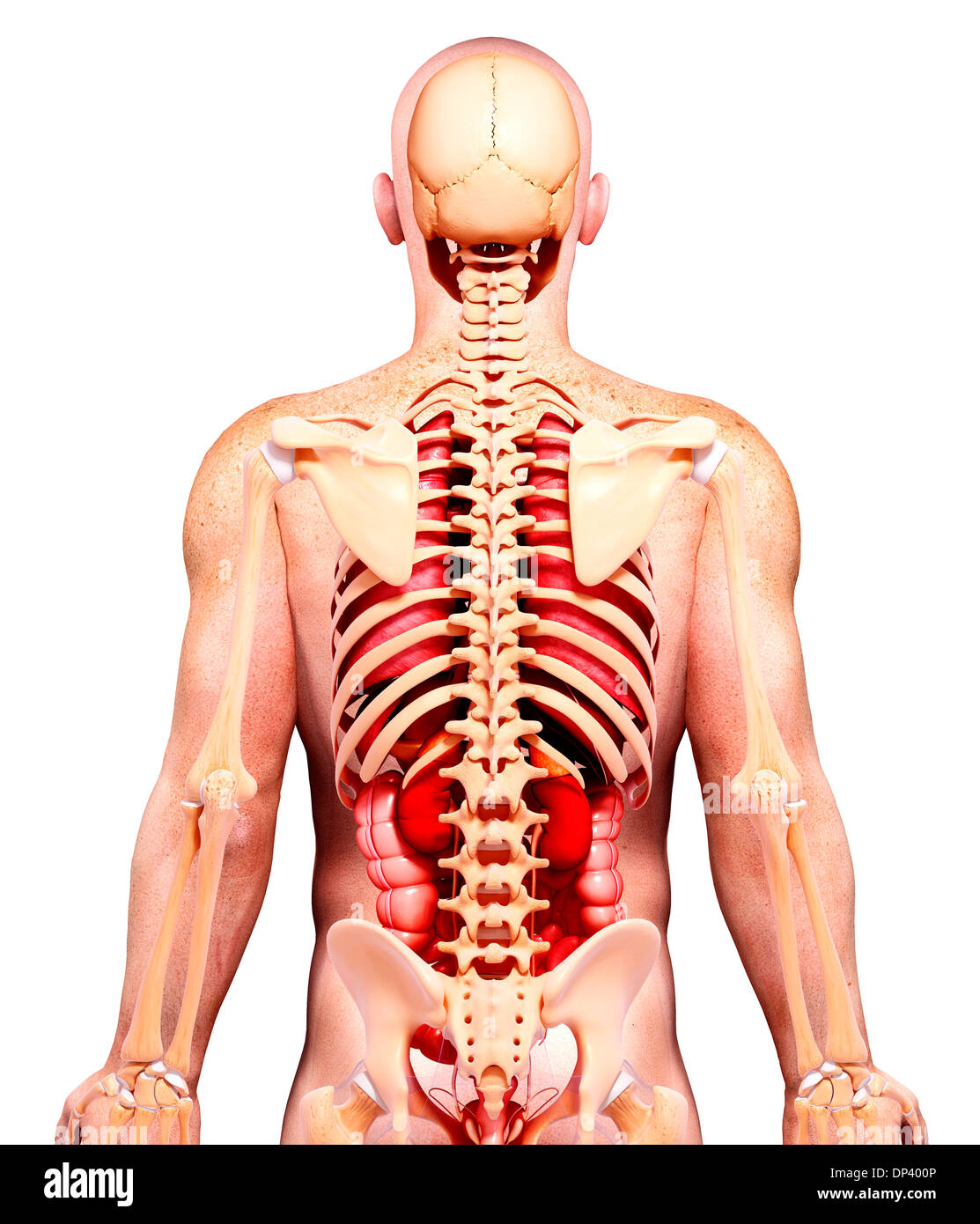 Anatomia maschile, artwork Foto Stock