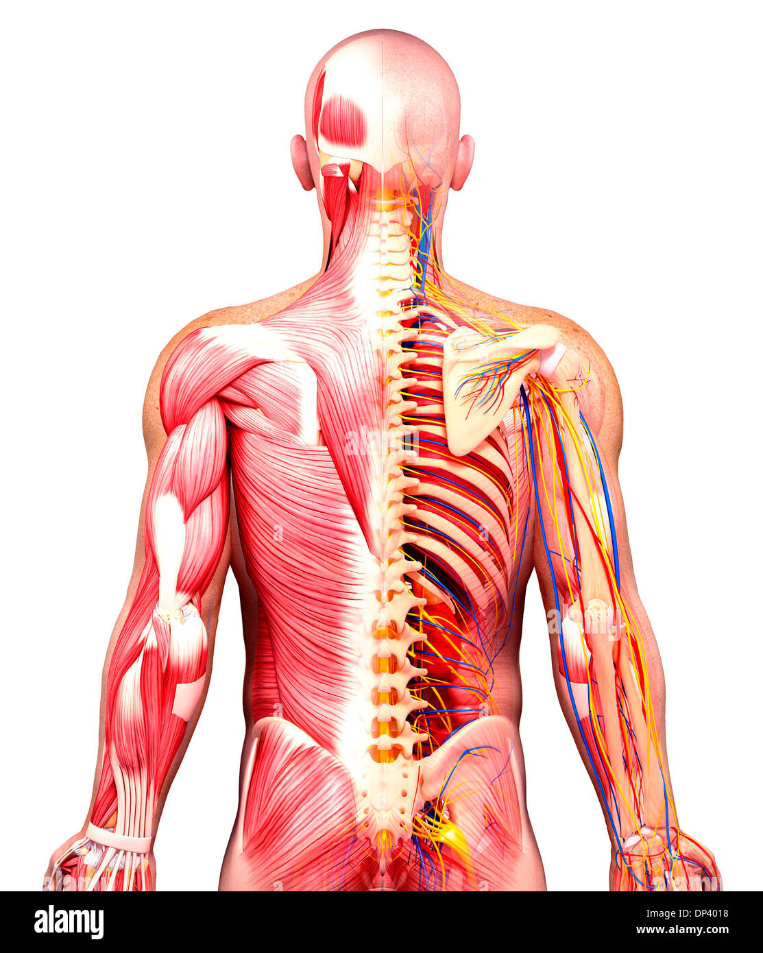 Anatomia maschile, artwork Foto Stock