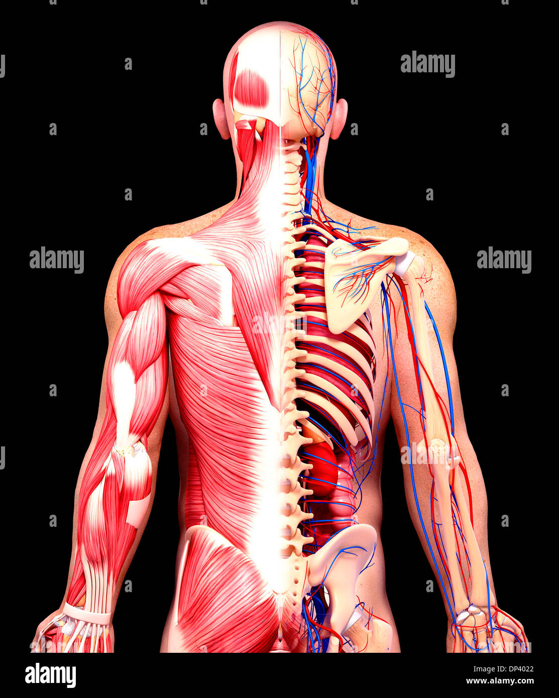 Anatomia maschile, artwork Foto Stock