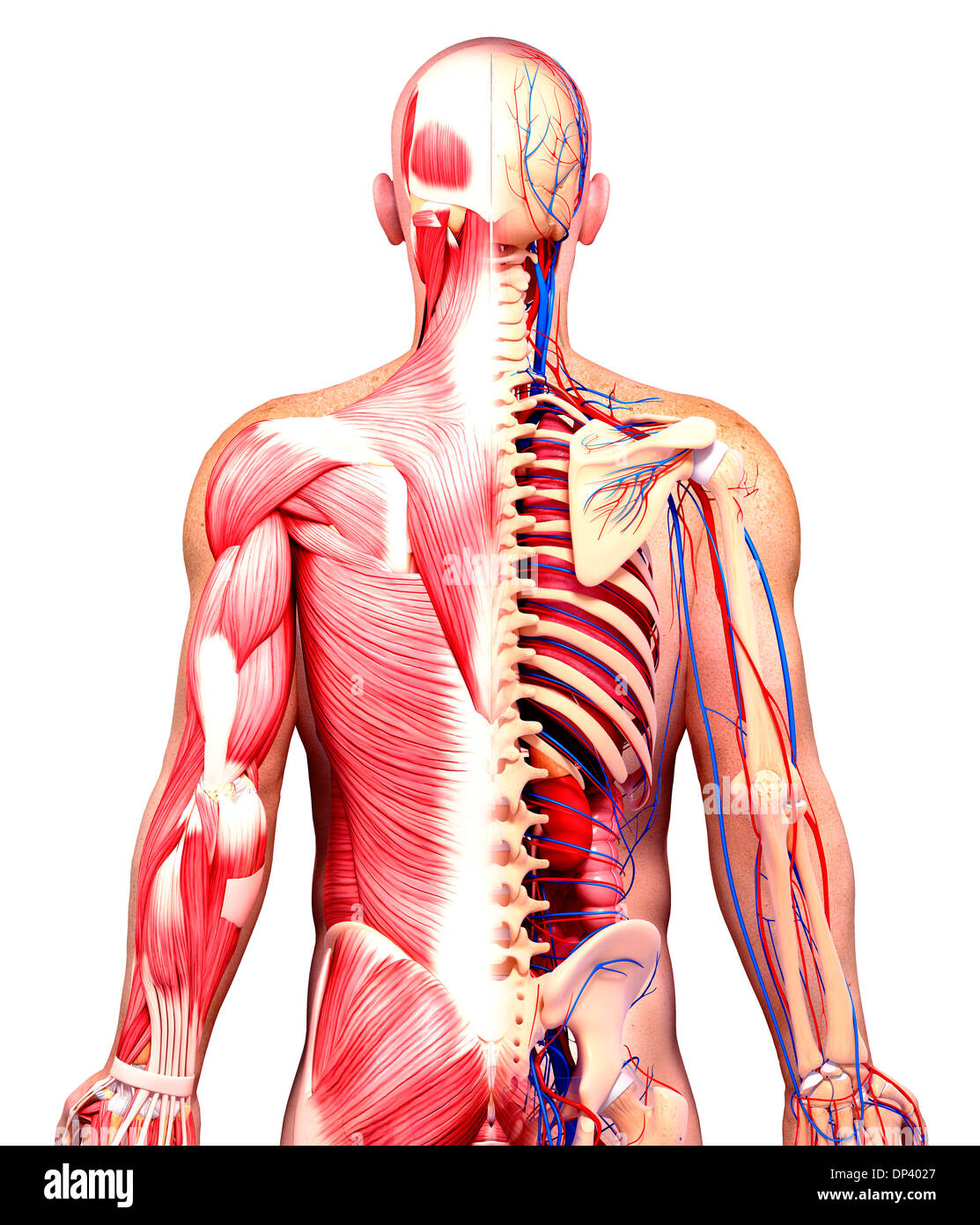 Anatomia maschile, artwork Foto Stock