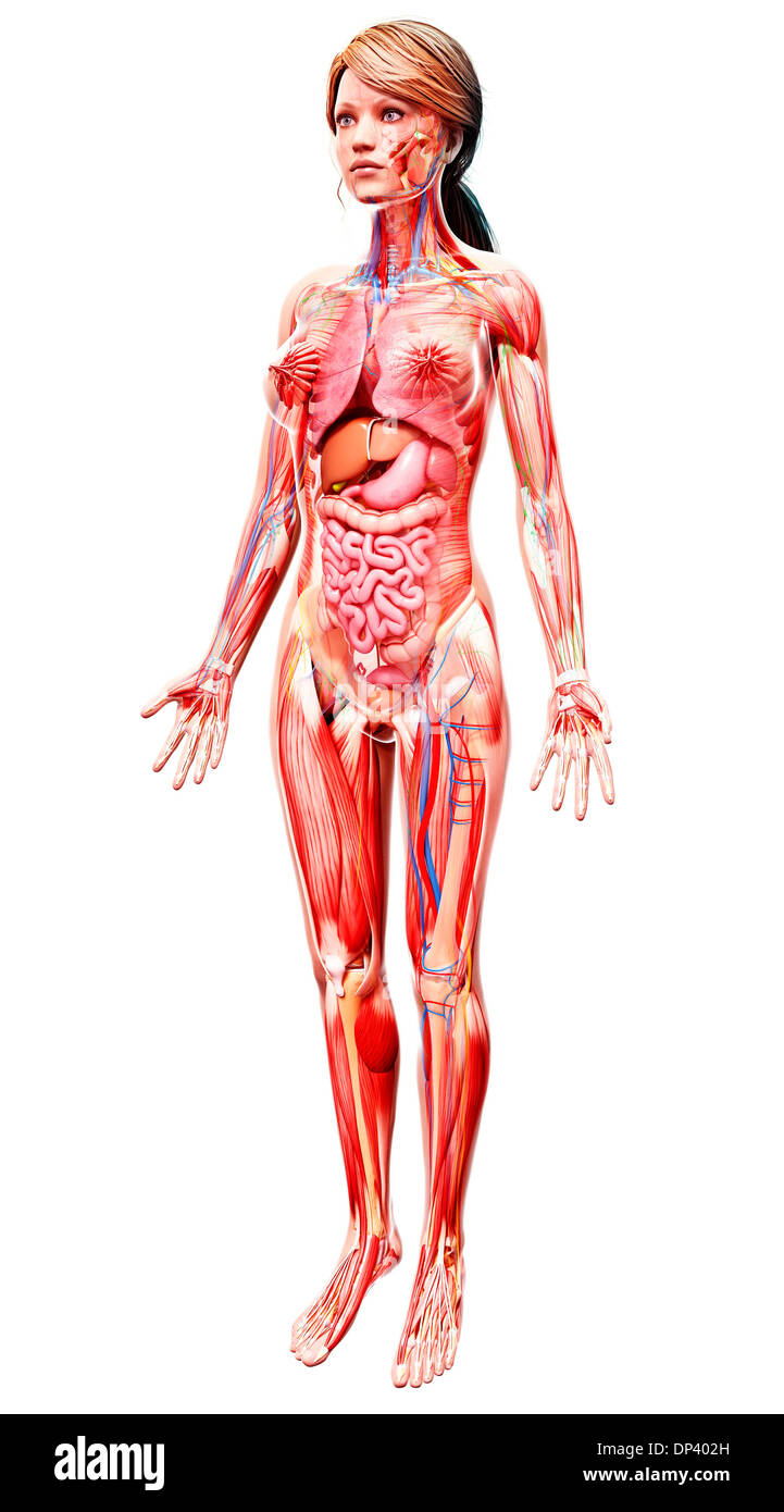 Anatomia femminile, artwork Foto Stock