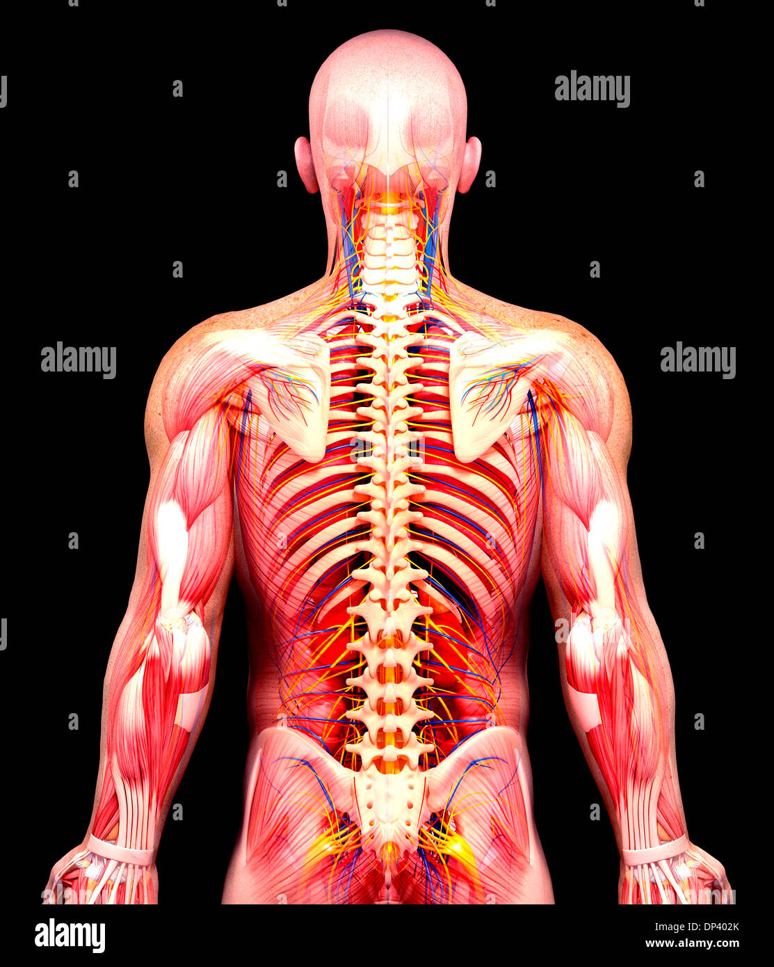 Anatomia maschile, artwork Foto Stock
