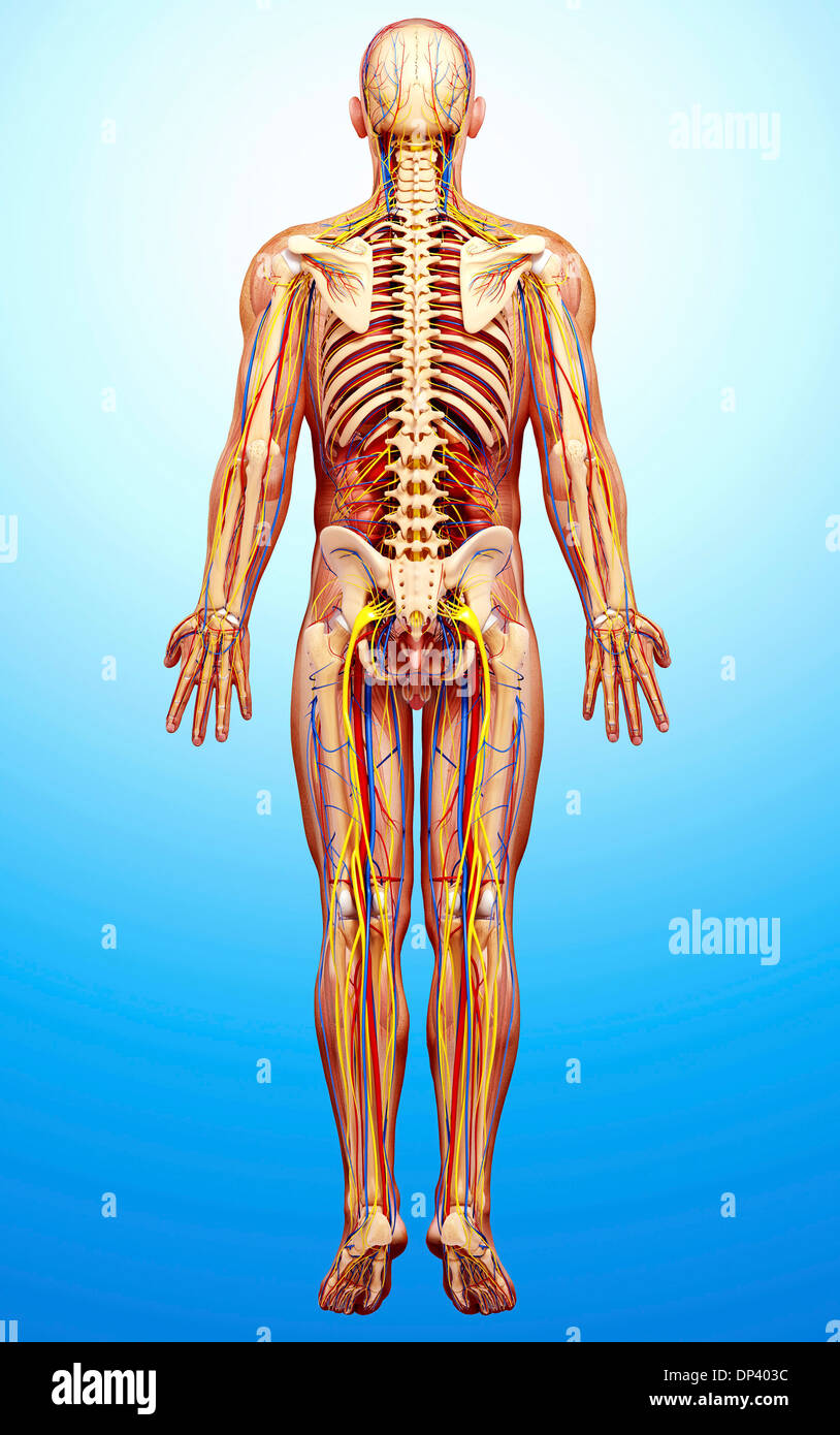 Anatomia maschile, artwork Foto Stock