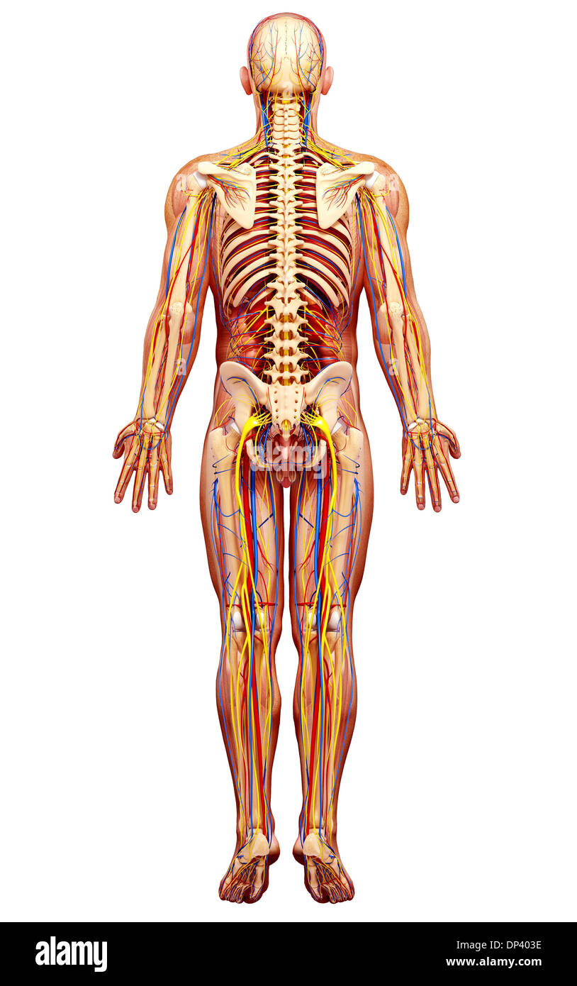 Anatomia maschile, artwork Foto Stock