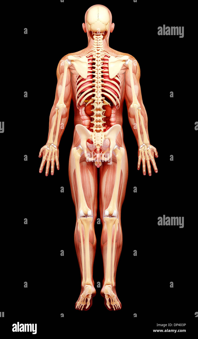 Anatomia maschile, artwork Foto Stock