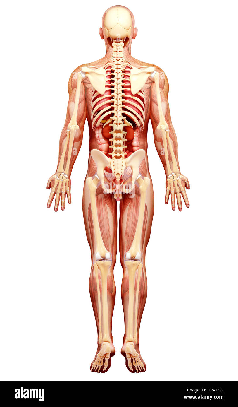 Anatomia maschile, artwork Foto Stock