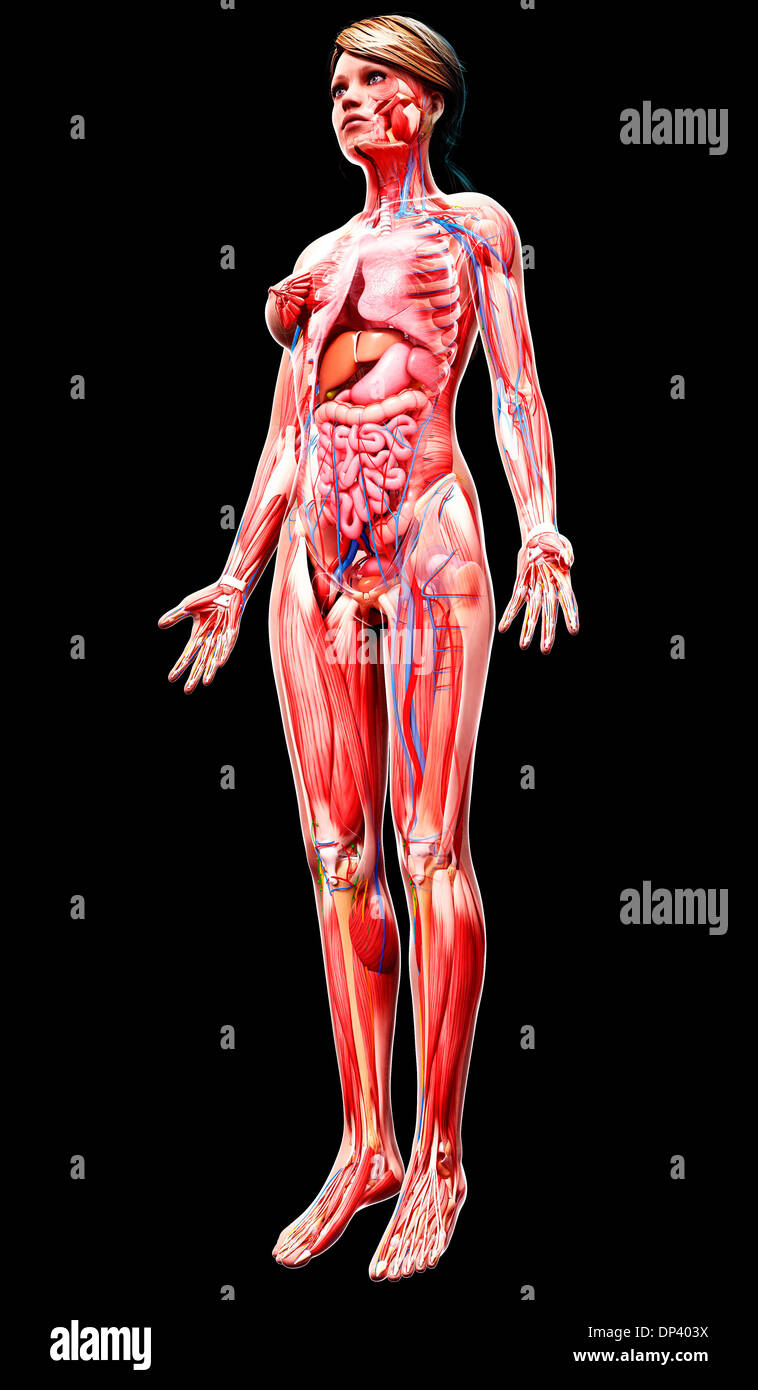 Anatomia femminile, artwork Foto Stock