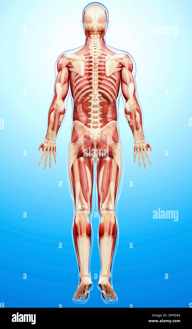 Anatomia maschile, artwork Foto Stock