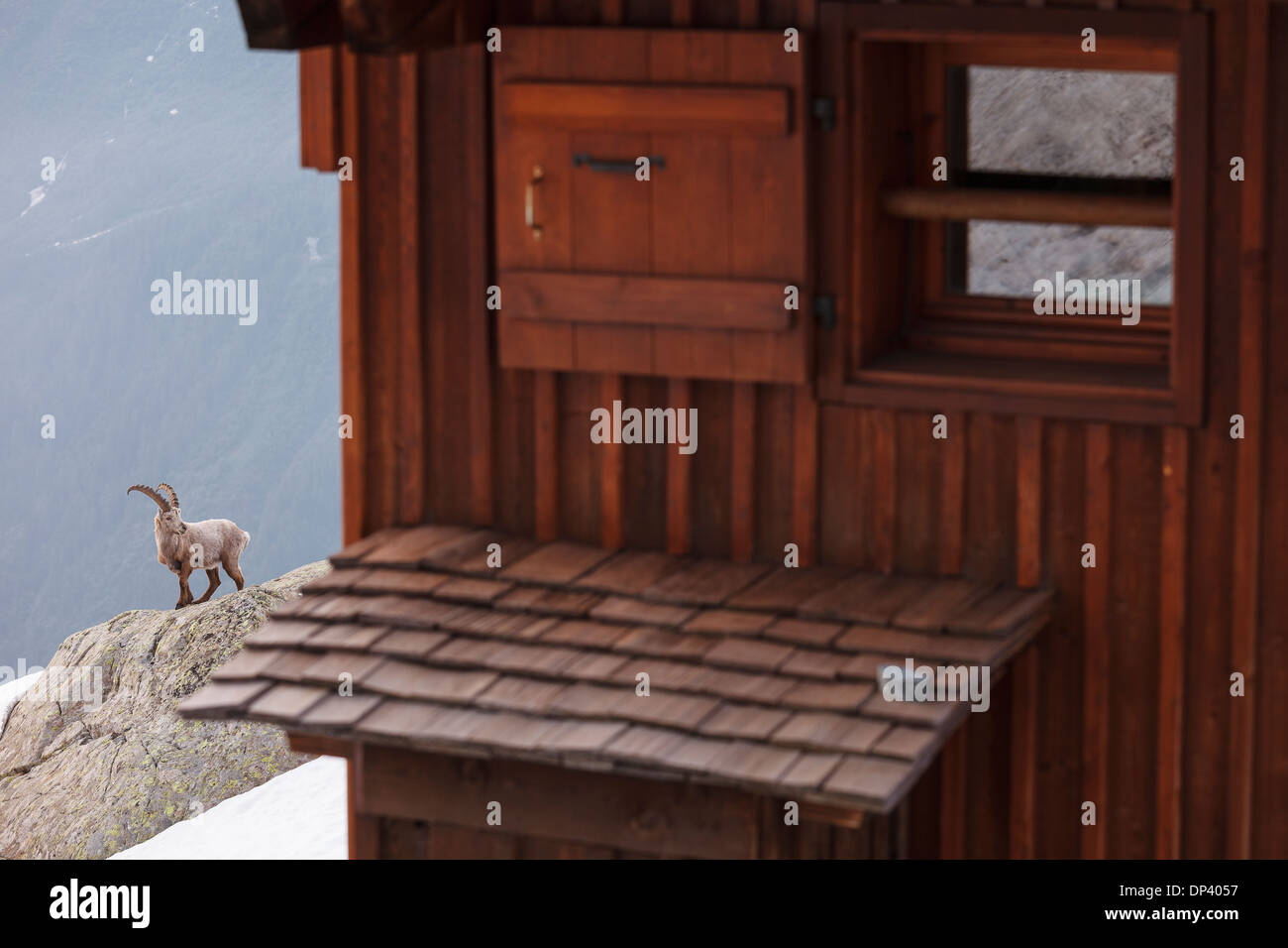 Capra ibex e rifugio Lac Blanc, sulle Alpi francesi, Savoie, Francia, Europa Foto Stock