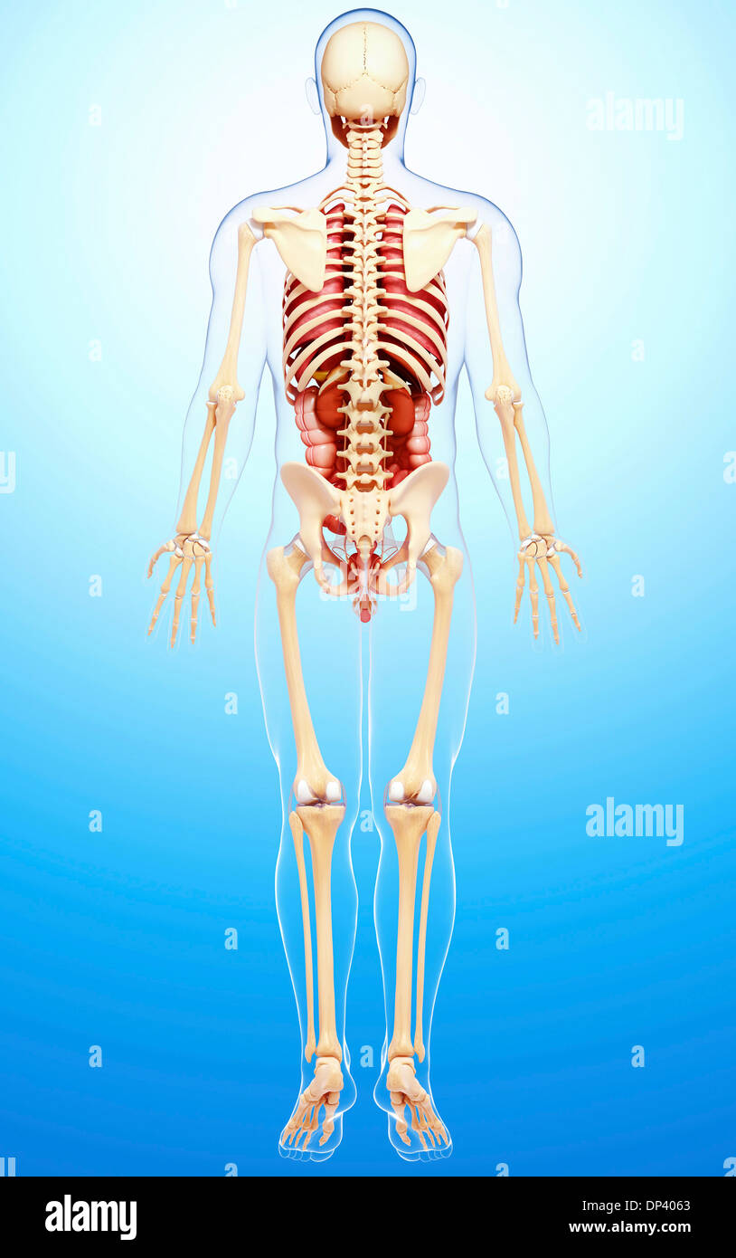 Anatomia maschile, artwork Foto Stock