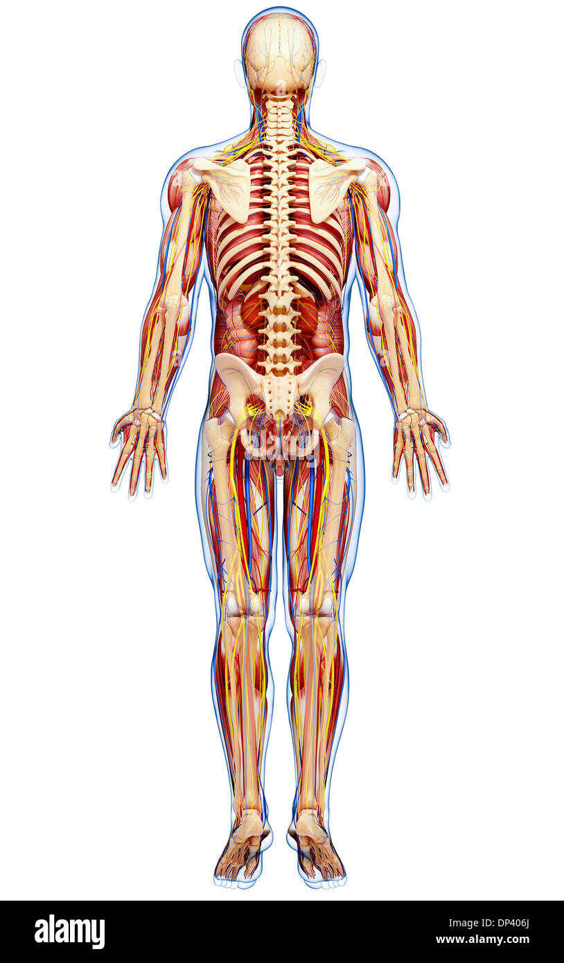 Anatomia maschile, artwork Foto Stock