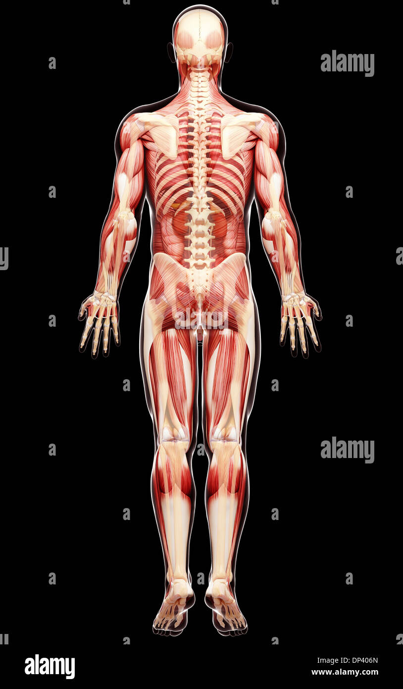 Anatomia maschile, artwork Foto Stock