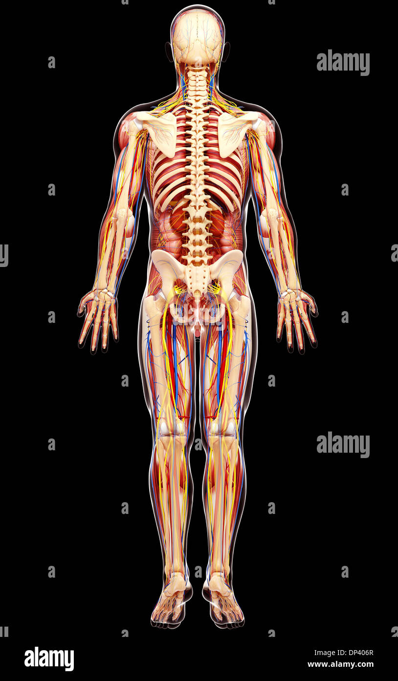 Anatomia maschile, artwork Foto Stock