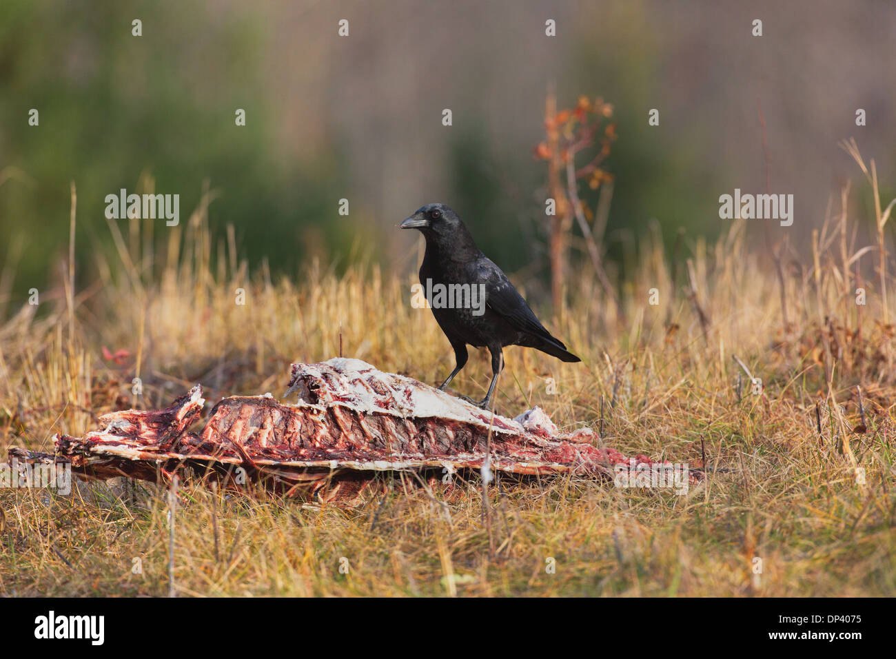 American crow alimentazione su una carcassa di cervo Foto Stock