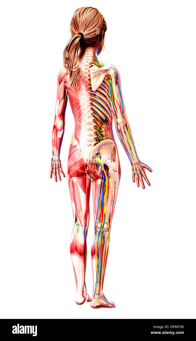 Anatomia femminile, artwork Foto Stock