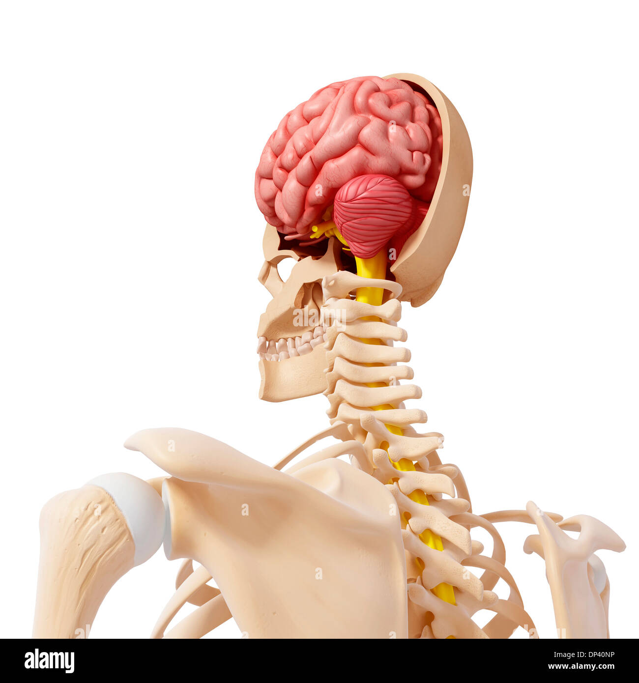 Anatomia Umana, artwork Foto Stock