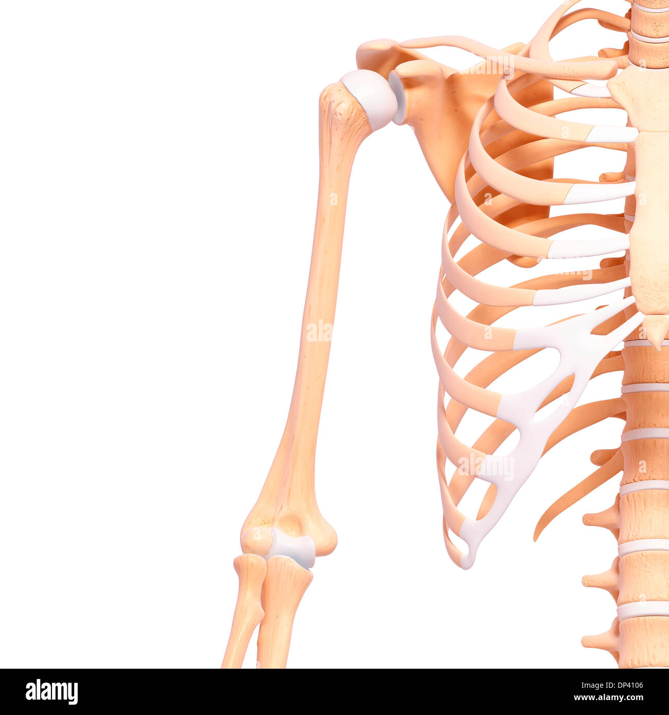 Scheletro umano, artwork Foto Stock