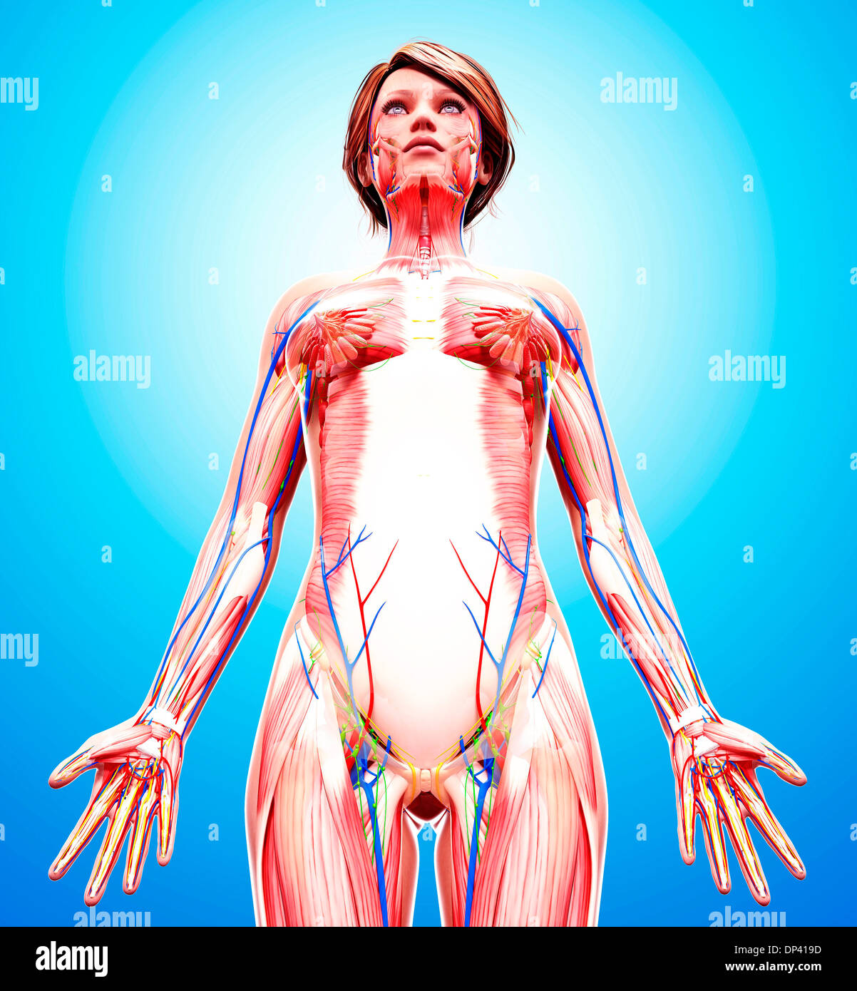 Anatomia femminile, artwork Foto Stock