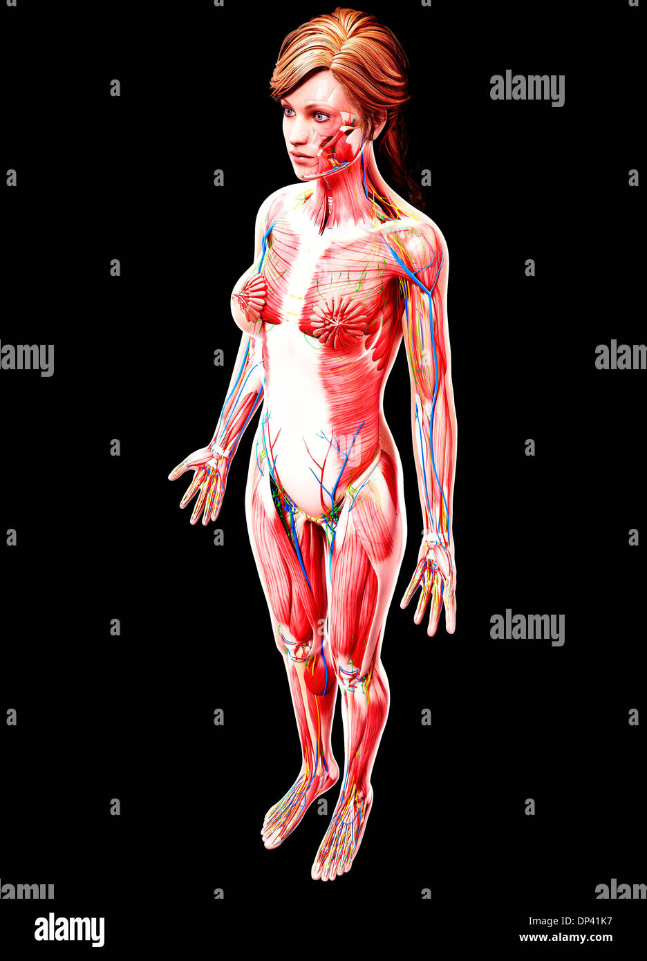Anatomia femminile, artwork Foto Stock
