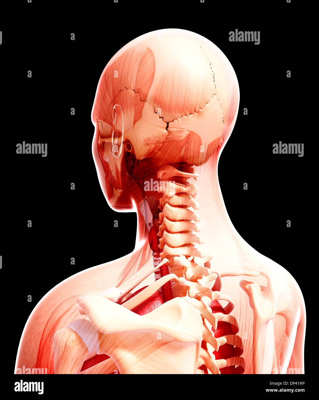Anatomia Umana, artwork Foto Stock